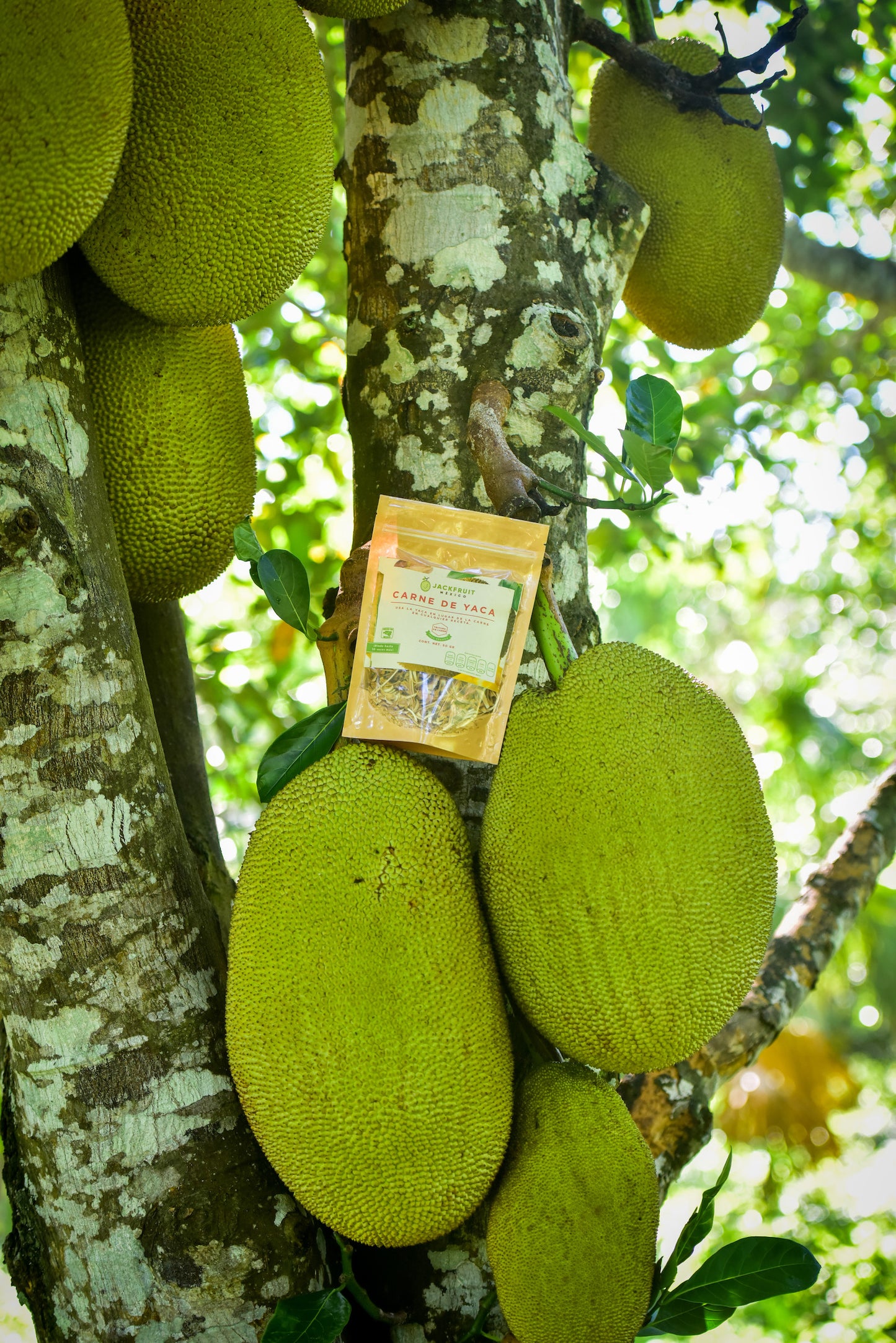 Jackfruit Meat 50g